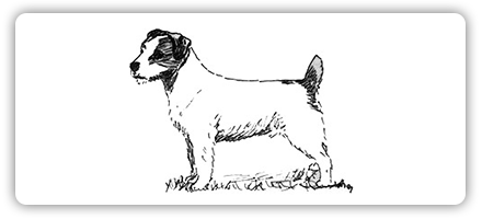 Lo Standard del Jack Russell Terrier