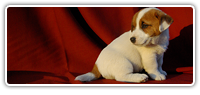 Cuccioli Jack Russell Disponibili