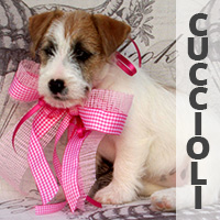 cuccioli jack russell