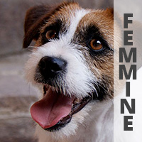 jack russell femmine