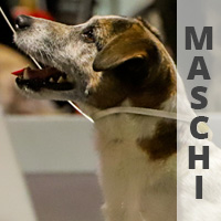 jack russell maschi