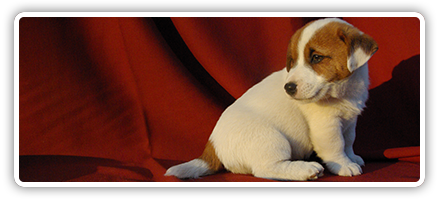 Cuccioli Jack Russell Disponibili