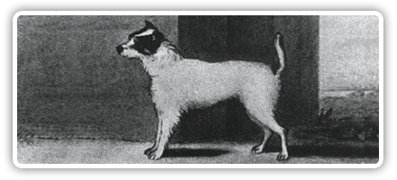 La Storia del Jack Russell Terrier